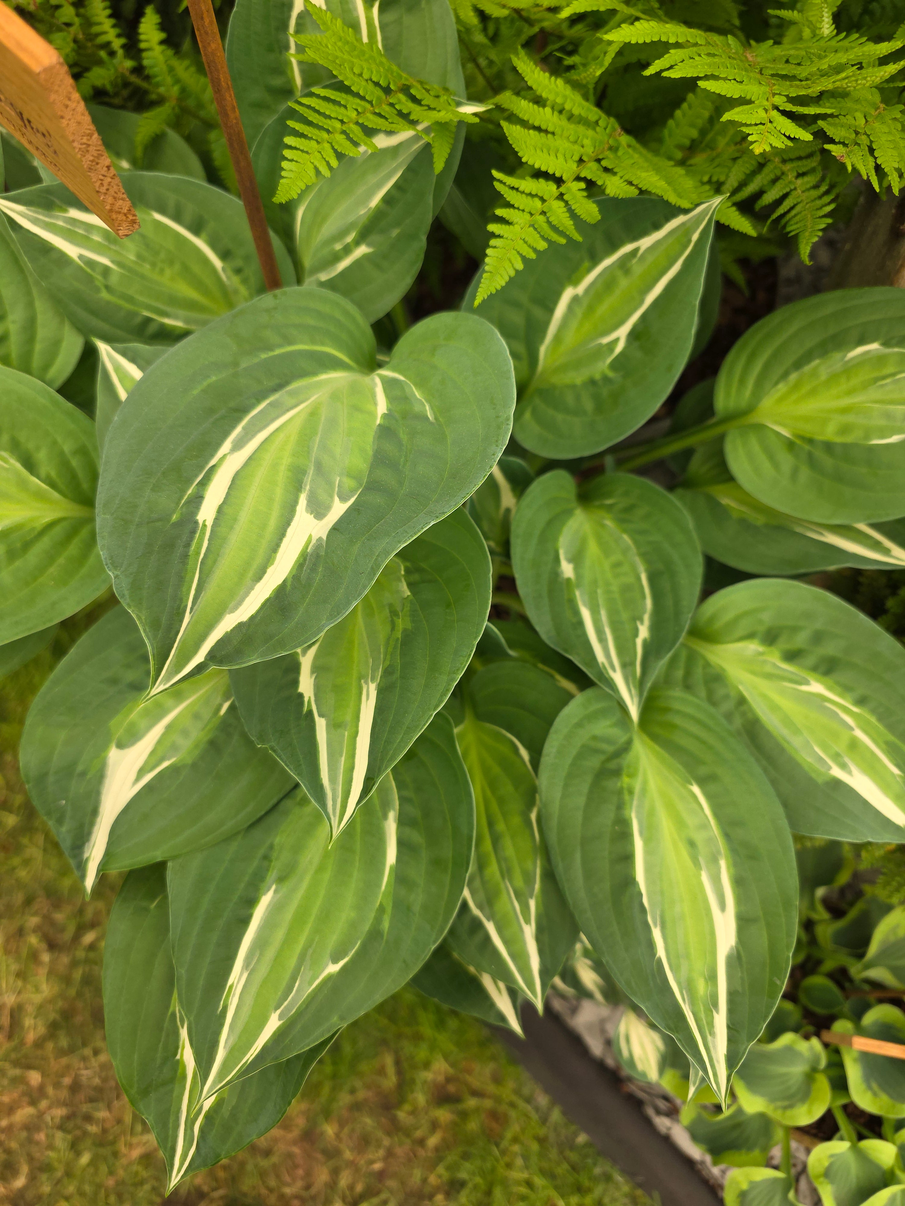 Hosta 'Snake Eyes'