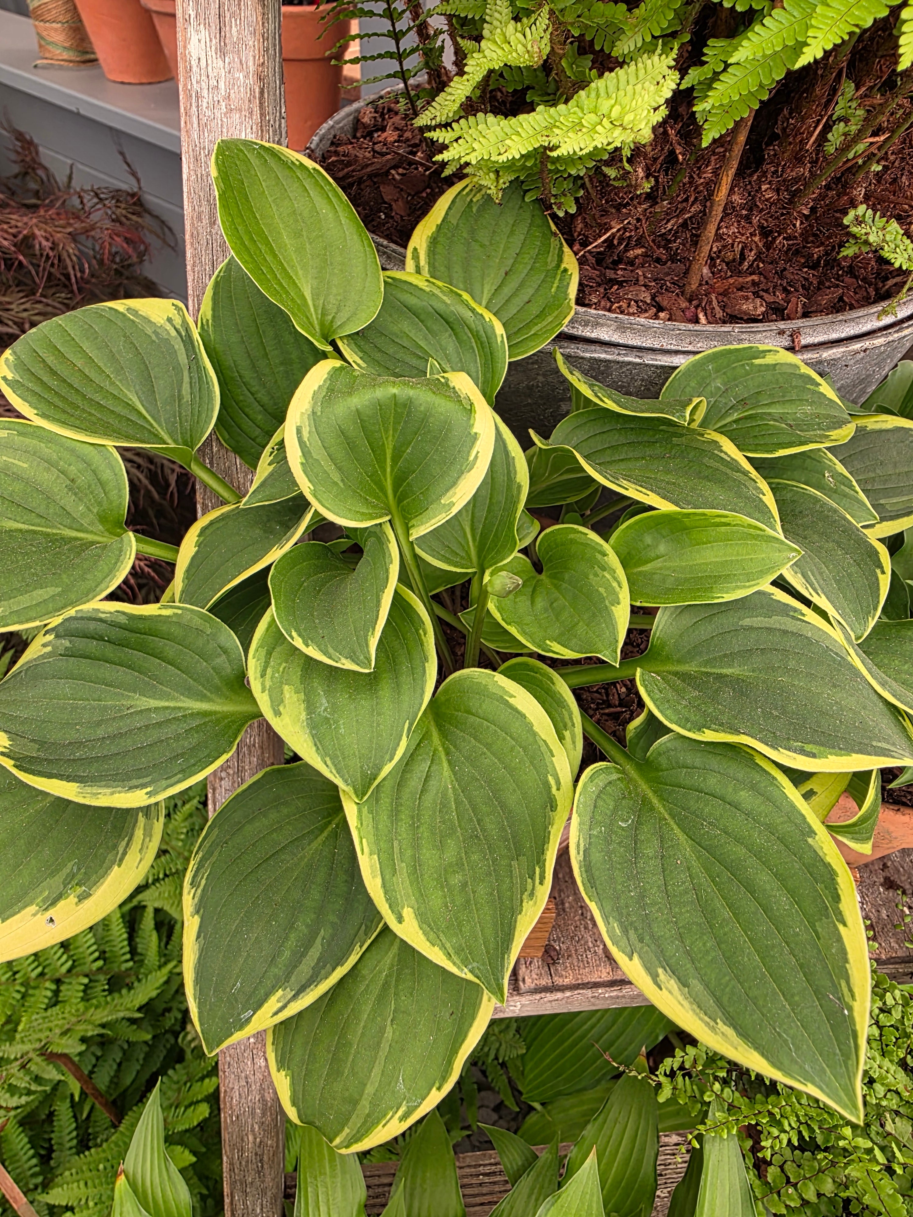 Hosta 'Winsome'