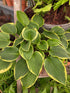 Hosta 'Winsome'