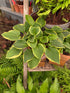 Hosta 'Winsome'