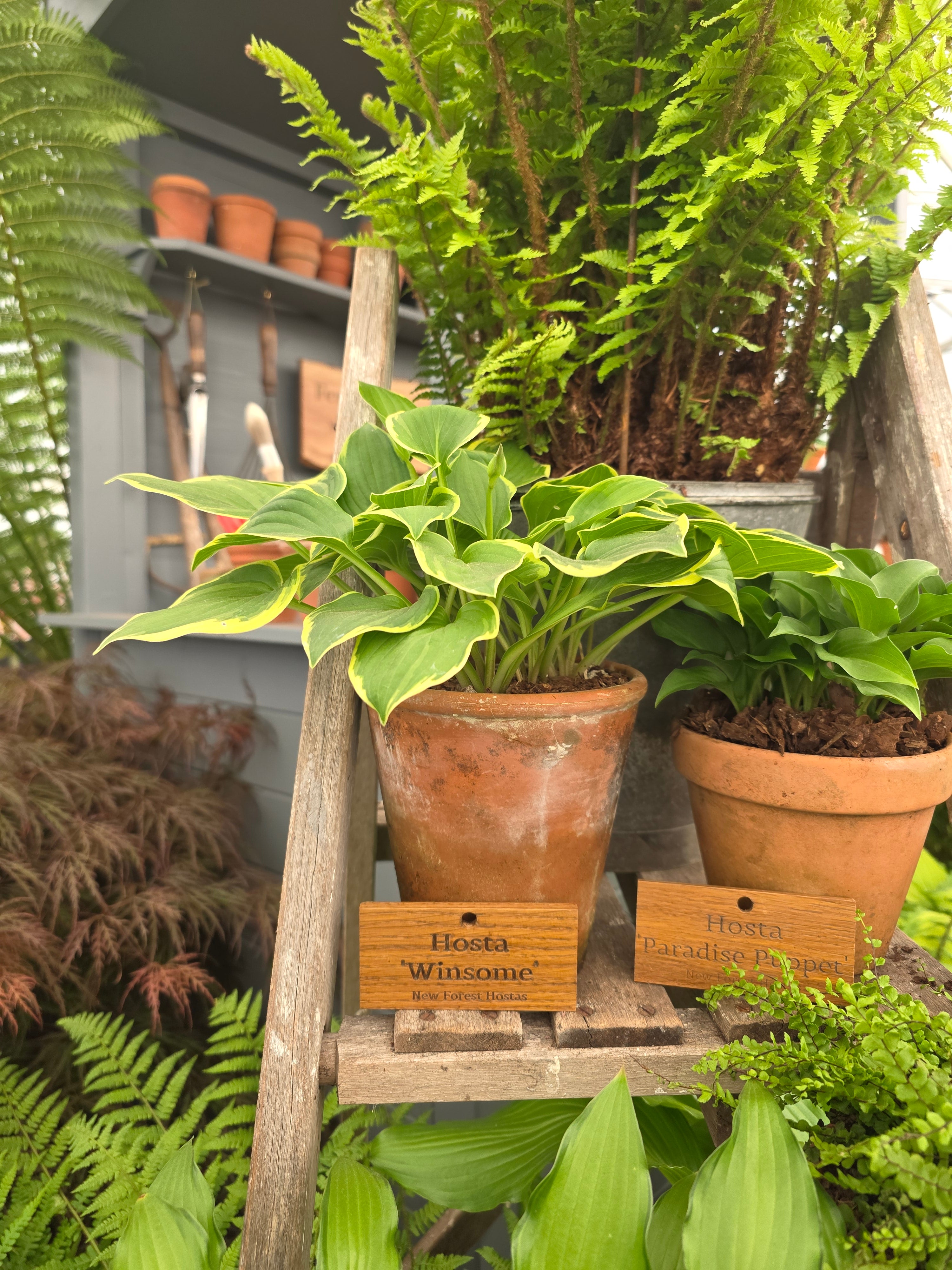 Hosta 'Winsome'