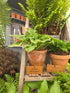 Hosta 'Winsome'