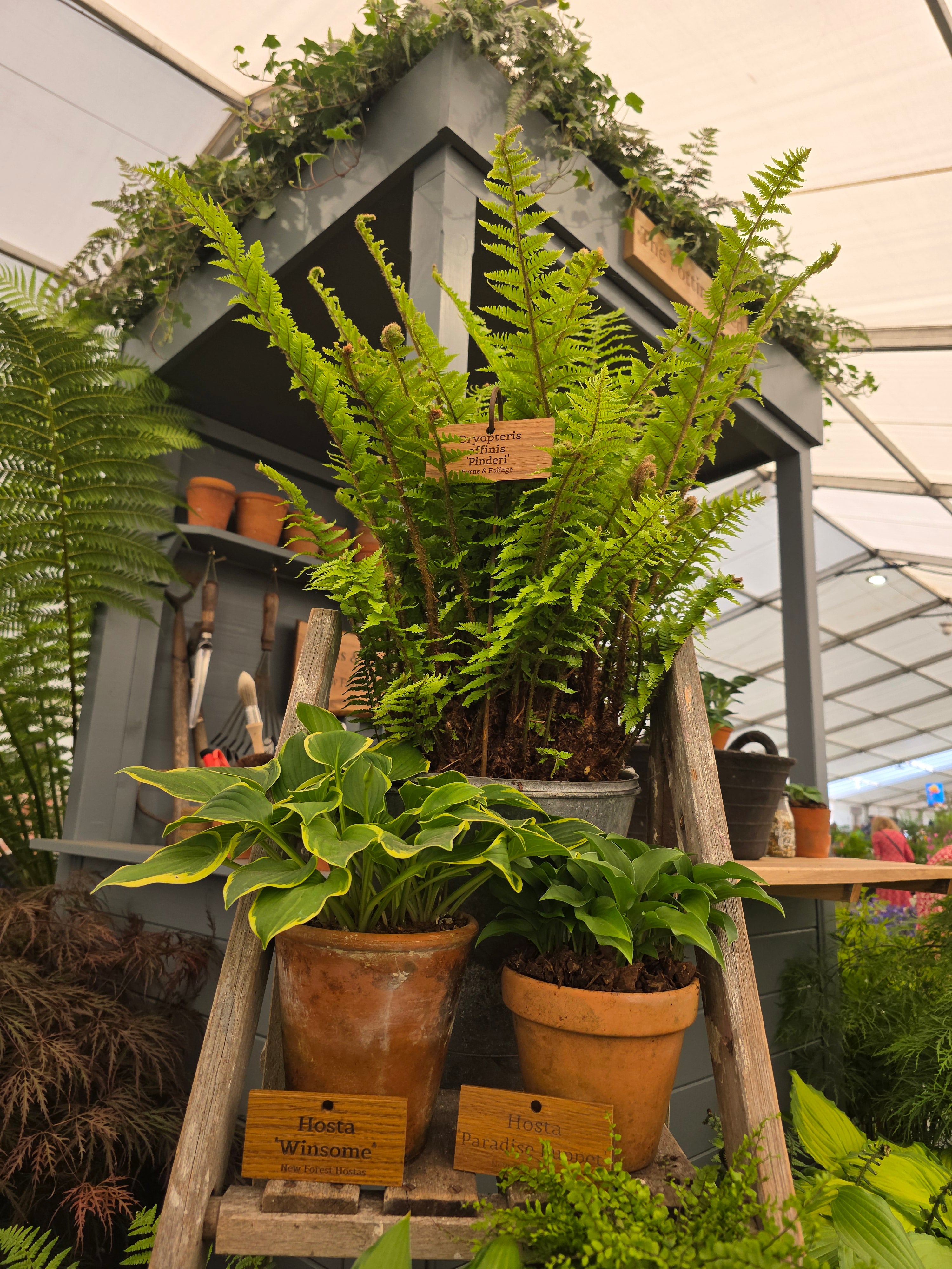 Dryopteris aff. 'Pinderi' 1.5-2 ltr
