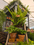 Dryopteris aff. 'Pinderi' 1.5-2 ltr