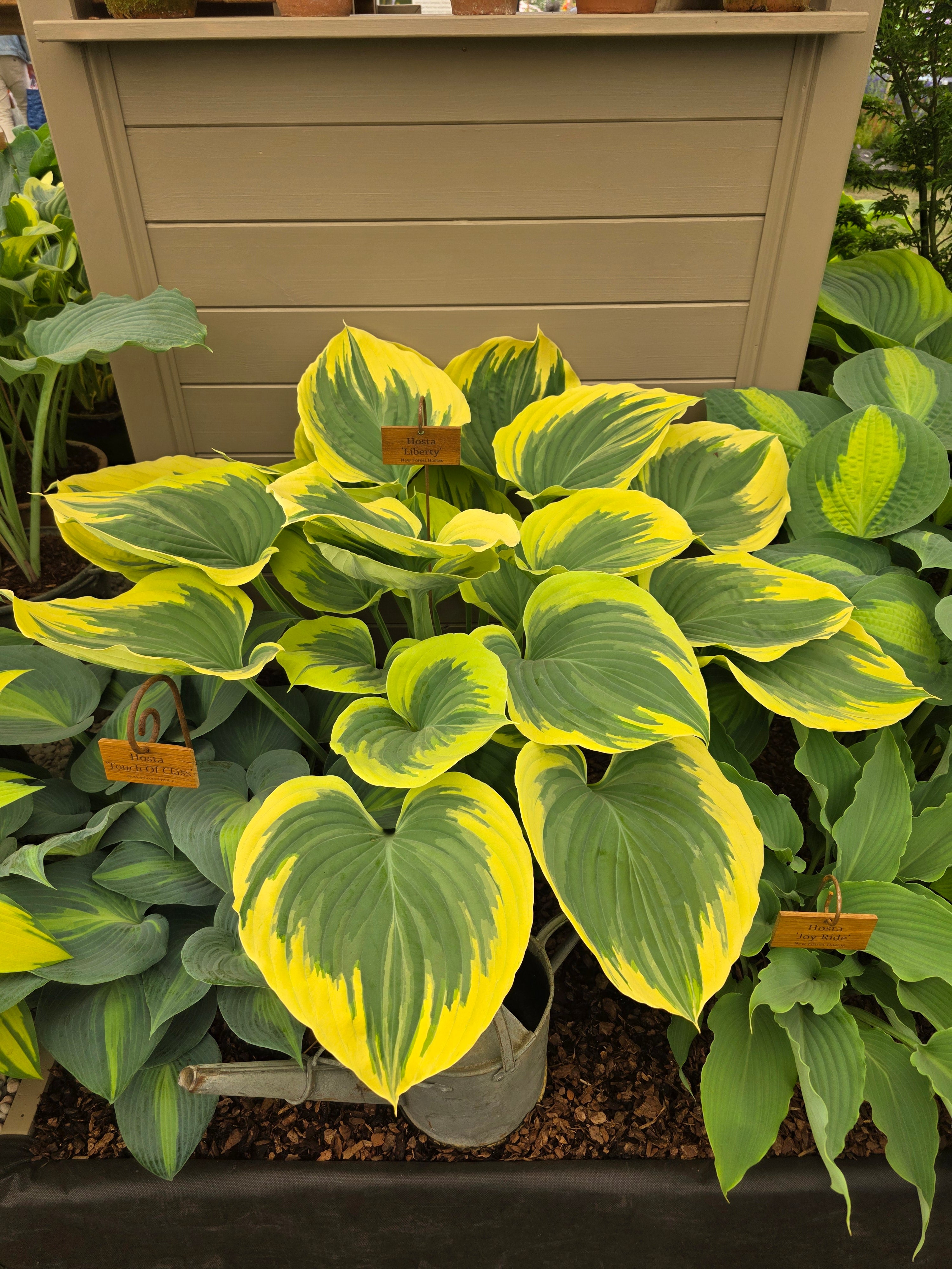 Hosta 'Liberty'