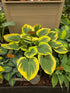 Hosta 'Liberty'