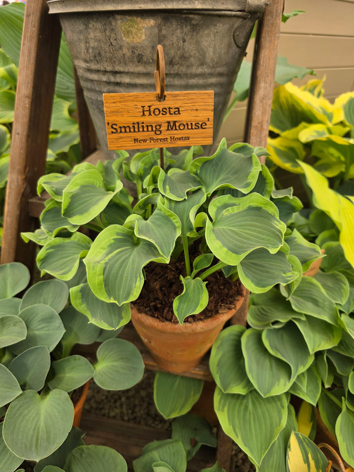 Hosta 'Smiling Mouse'