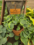 Hosta 'Smiling Mouse'