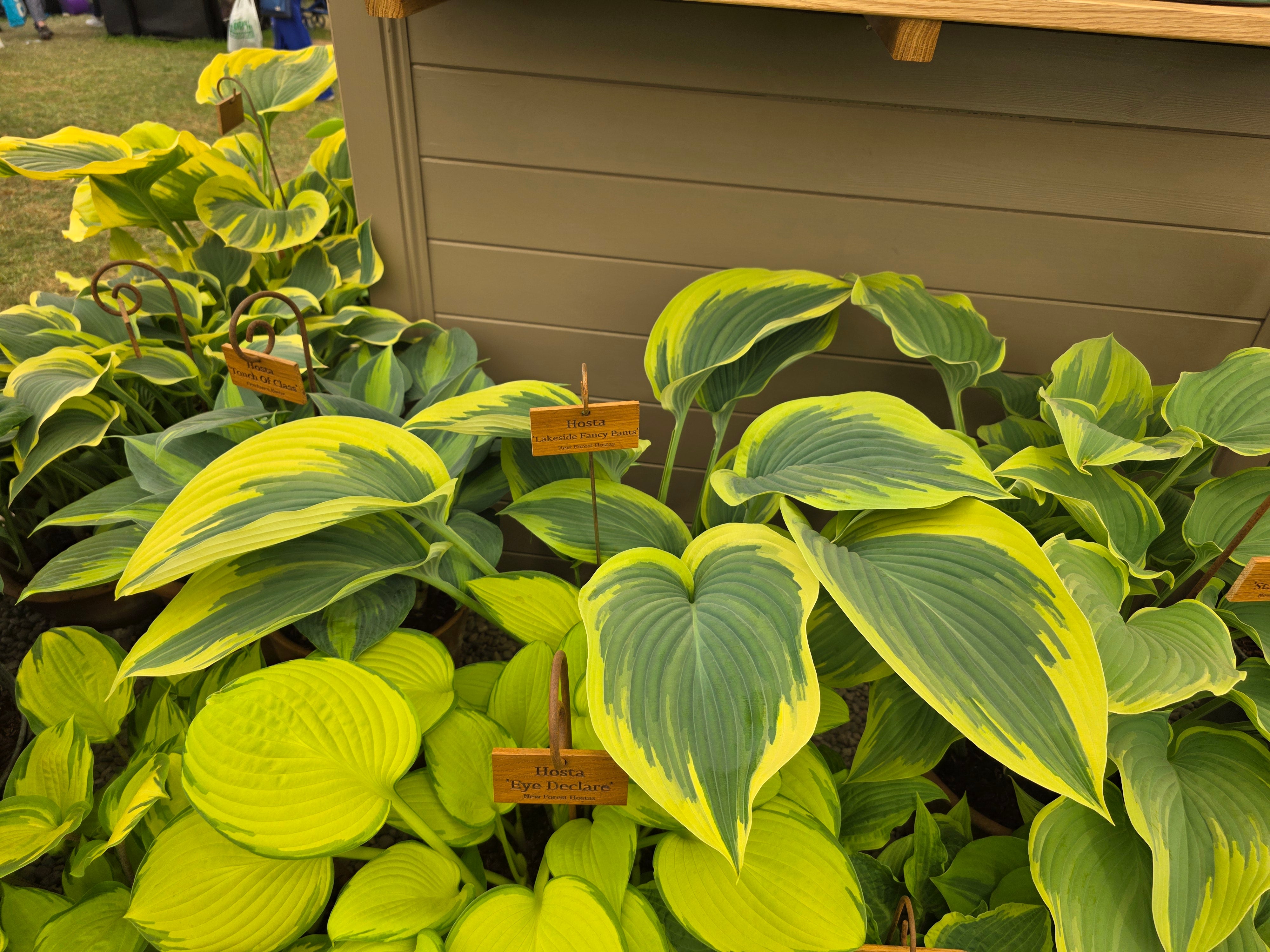 Hosta 'Lakeside Fancy Pants'