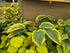 Hosta 'Lakeside Fancy Pants'