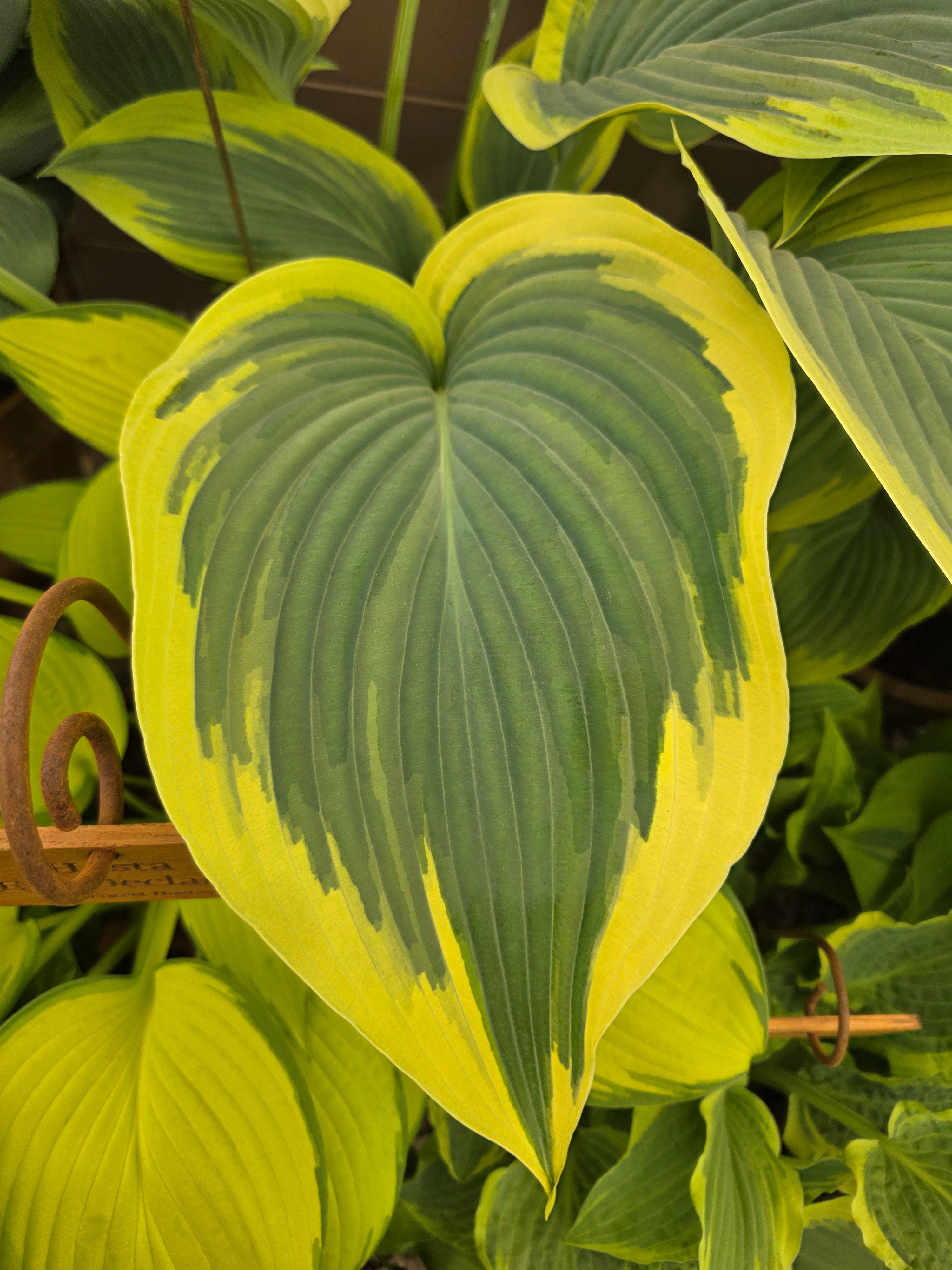 Hosta 'Lakeside Fancy Pants'