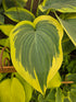 Hosta 'Lakeside Fancy Pants'