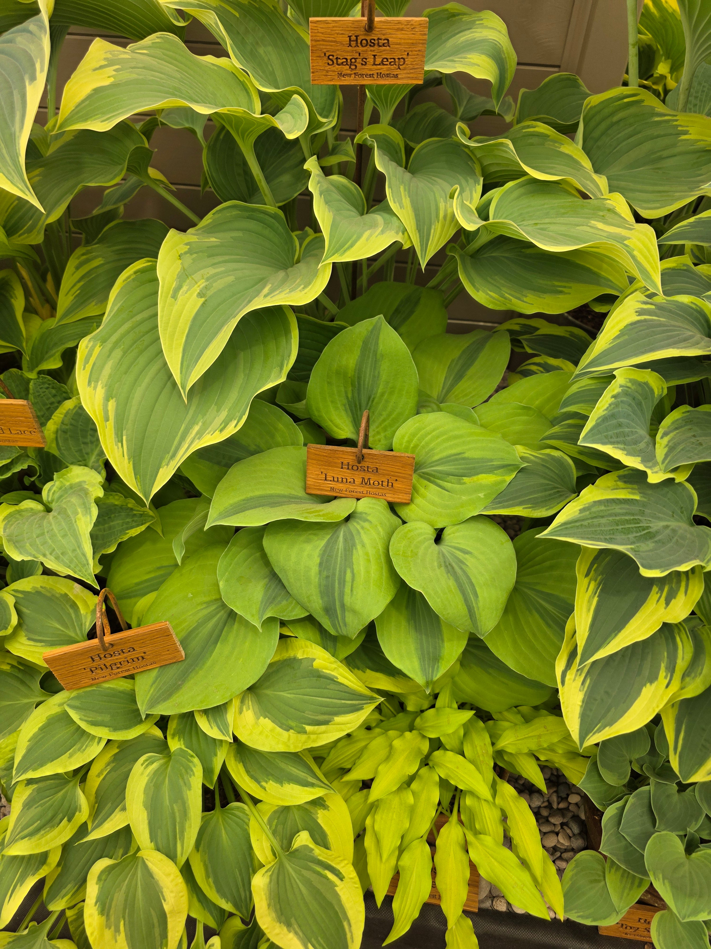 Hosta 'Luna Moth' - Bare Root