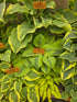 Hosta 'Luna Moth' - Bare Root