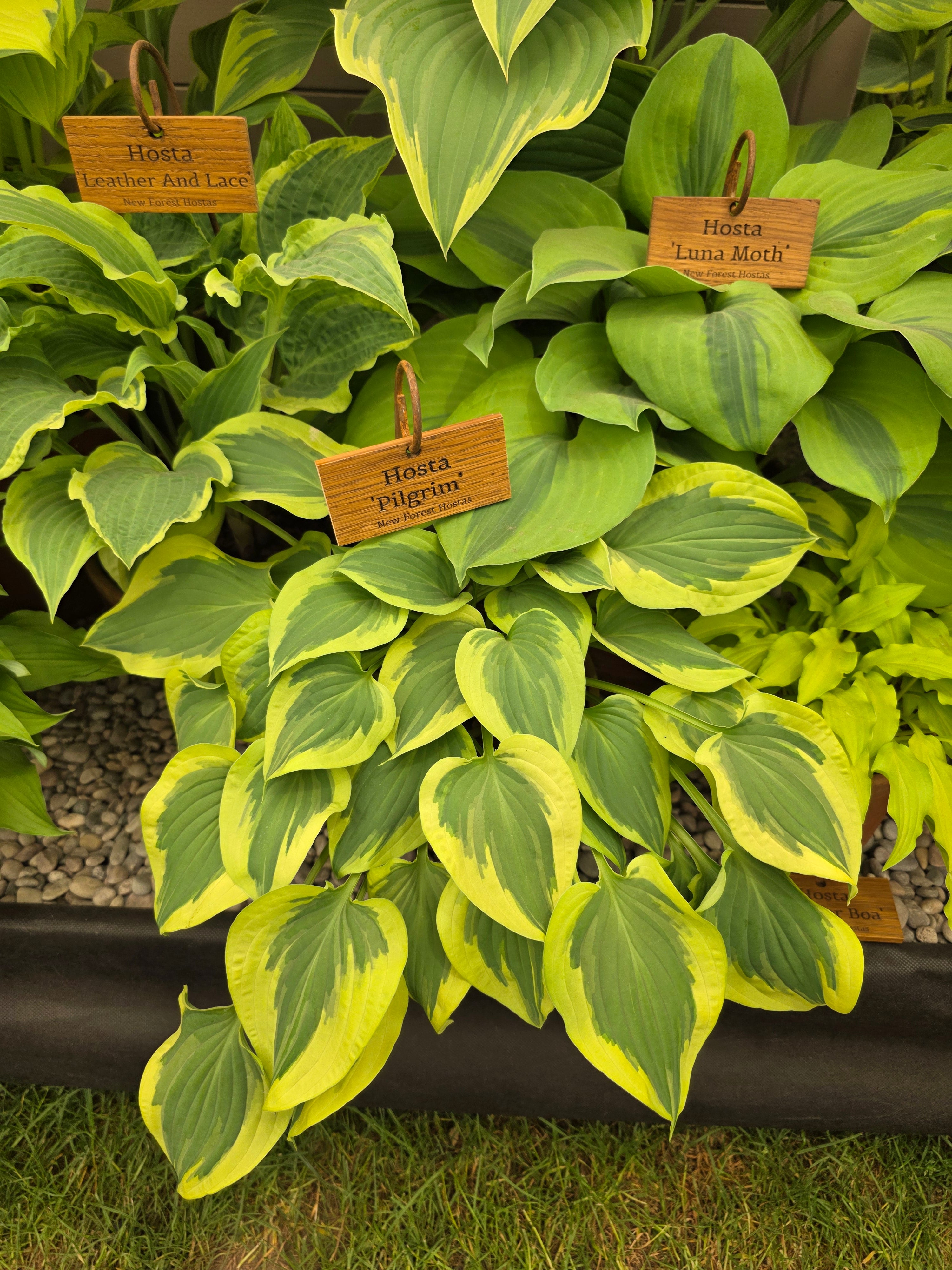 Hosta 'Pilgrim'