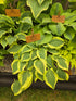 Hosta 'Pilgrim'