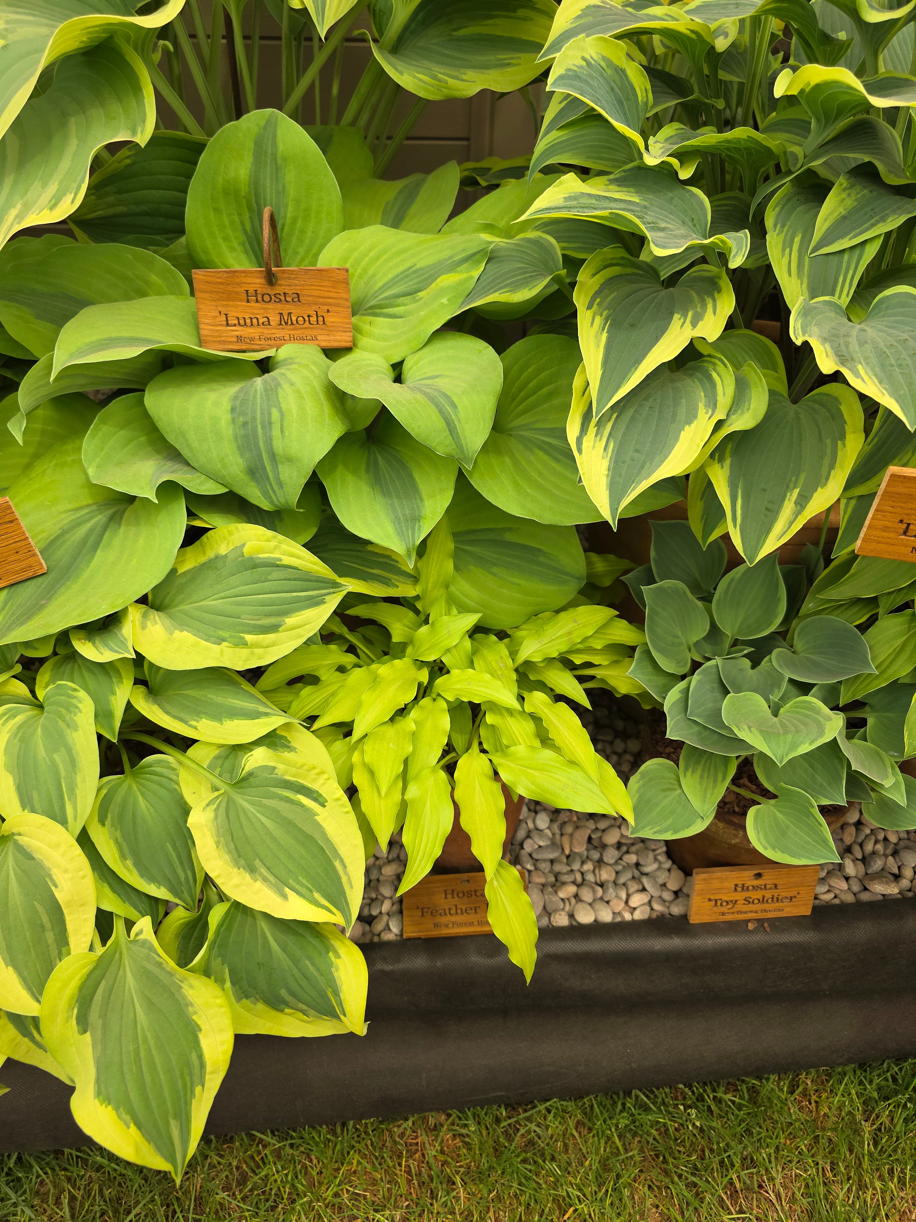 Hosta 'Luna Moth' - Bare Root