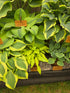 Hosta 'Luna Moth' - Bare Root