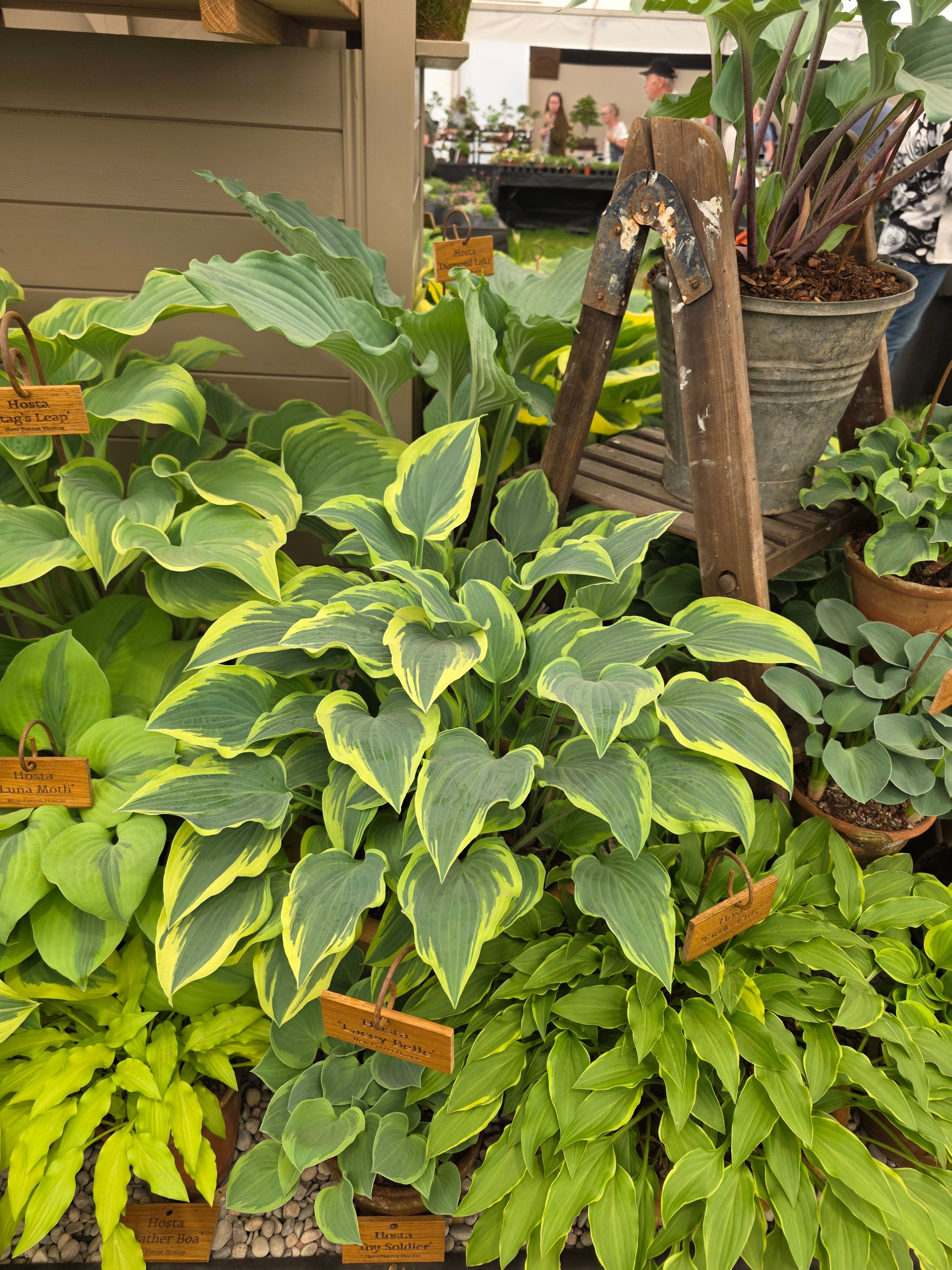 Hosta 'Lacy Belle'