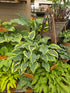 Hosta 'Lacy Belle'