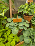 Hosta 'Blue Mouse Ears'