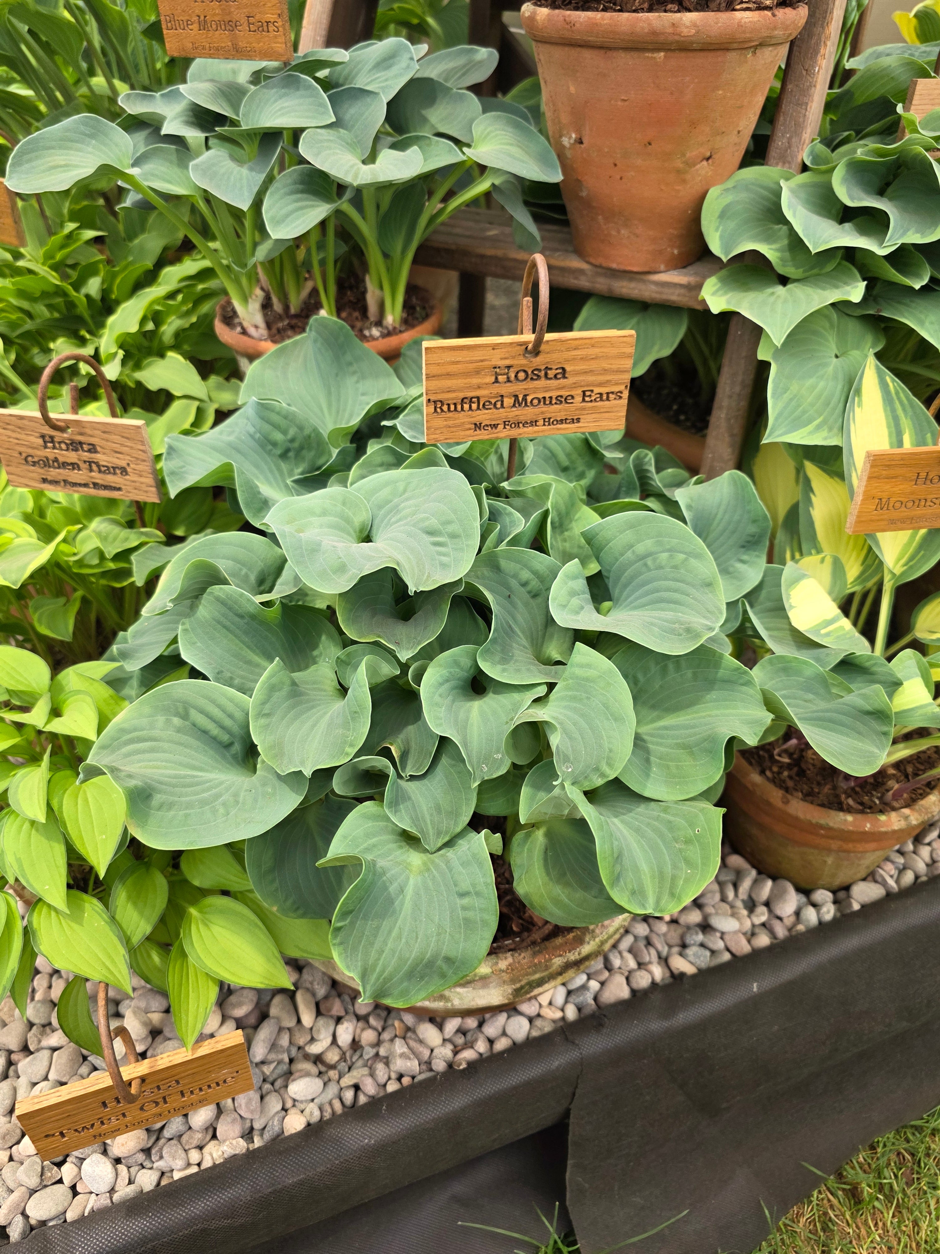 Hosta 'Ruffled Mouse Ears'