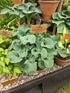 Hosta 'Ruffled Mouse Ears'