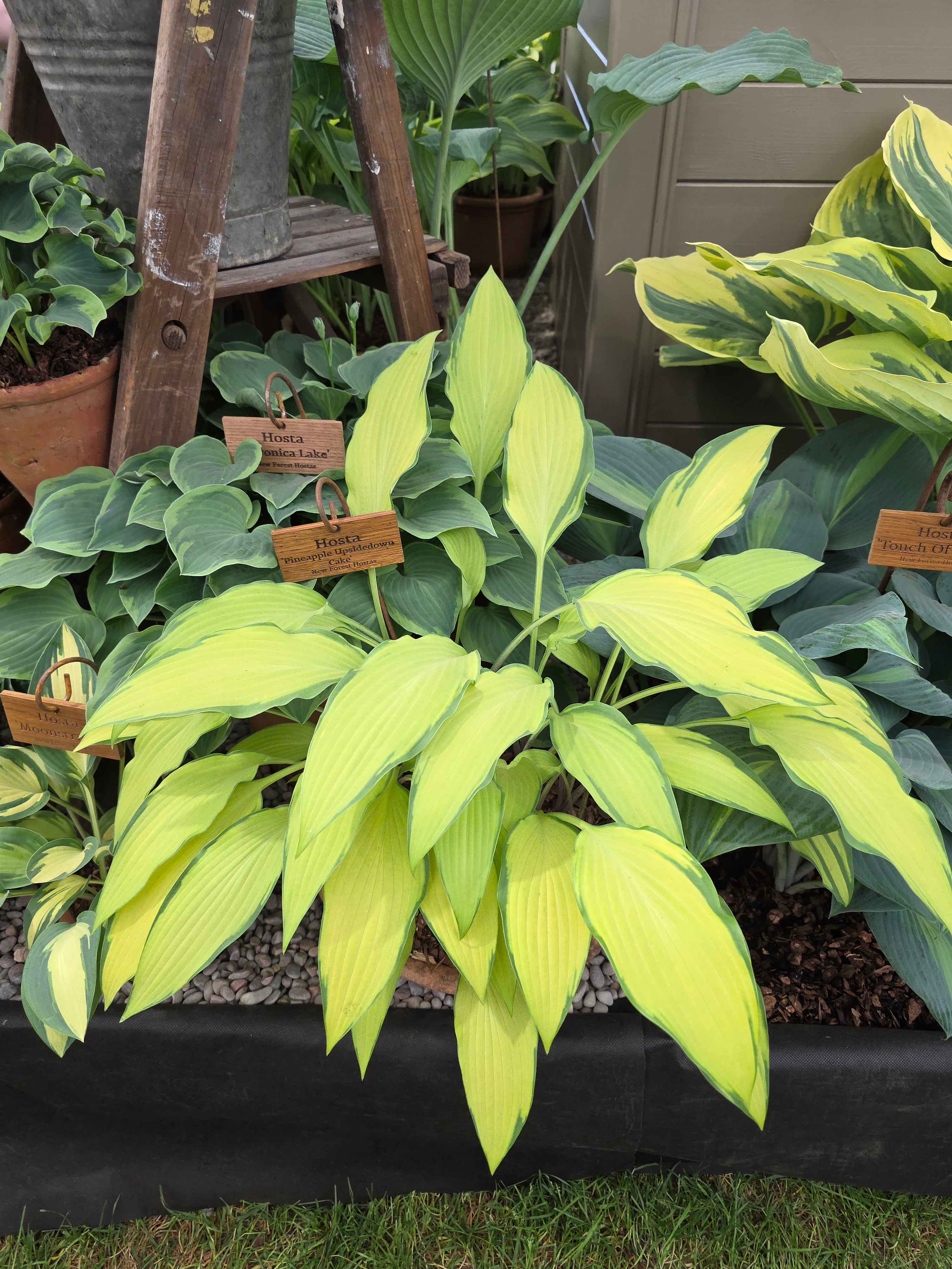 Hosta 'Pineapple Upsidedown Cake'