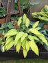 Hosta 'Pineapple Upsidedown Cake'