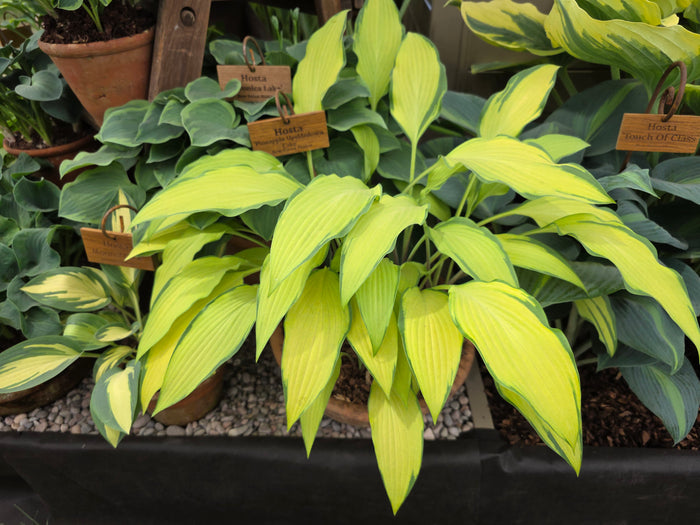 Hosta 'Pineapple Upsidedown Cake'