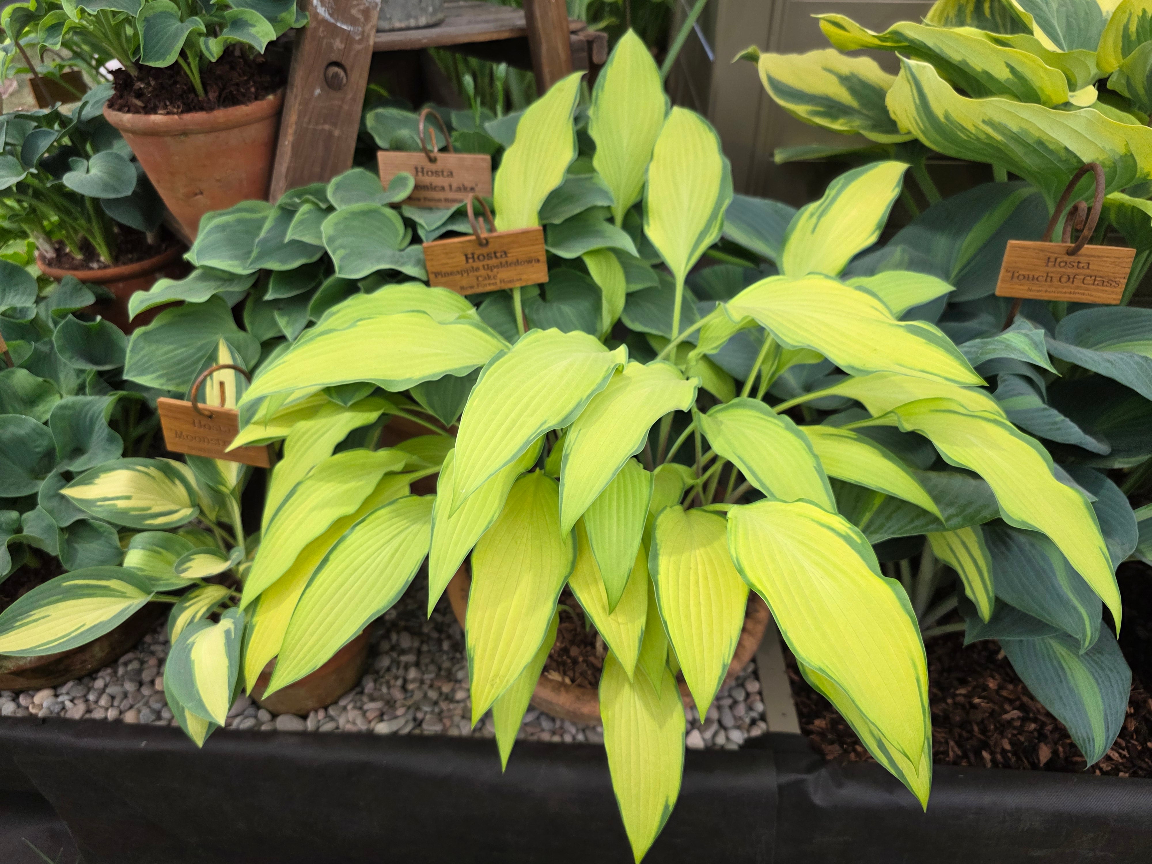 Hosta 'Pineapple Upsidedown Cake'