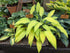 Hosta 'Pineapple Upsidedown Cake'