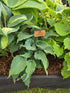 Hosta 'Waterslide'