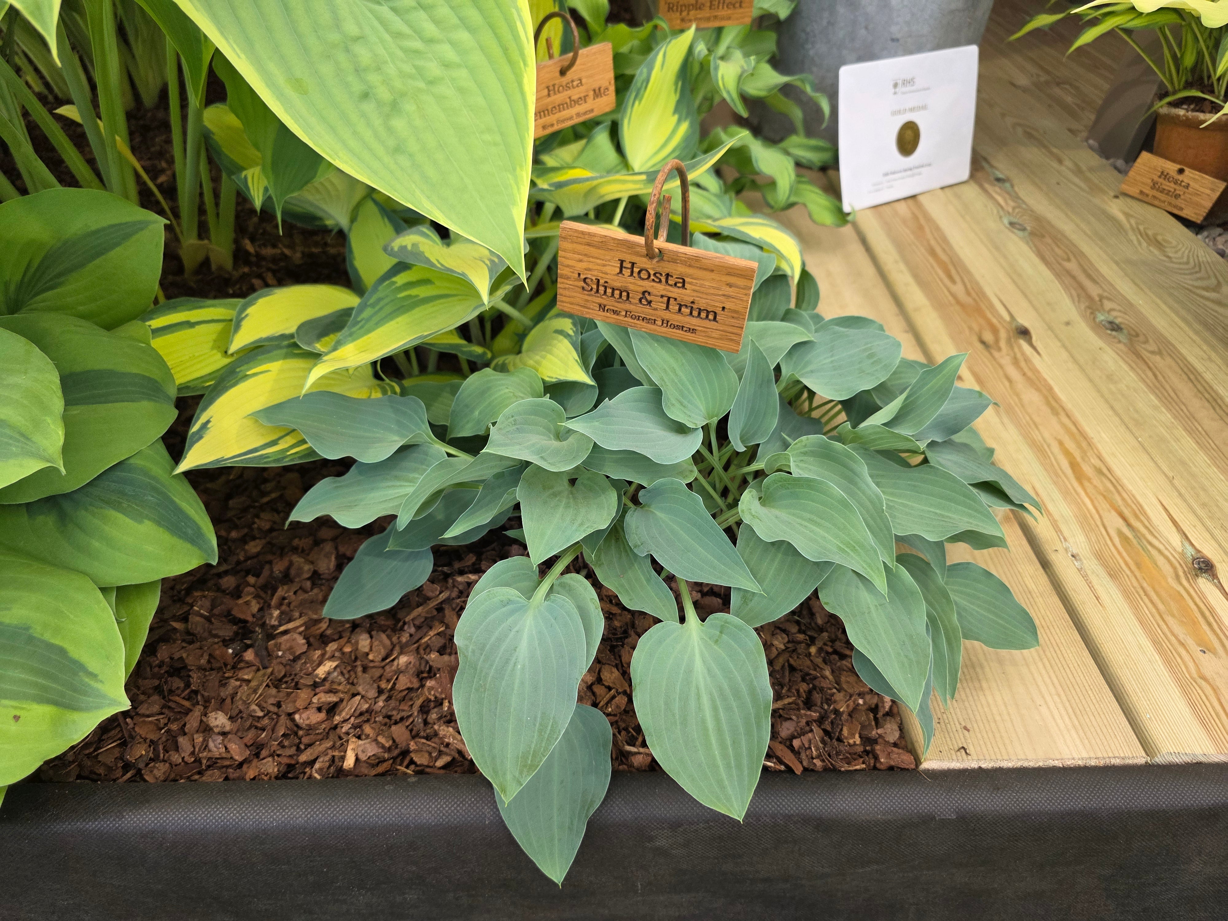 Hosta 'Slim and Trim'