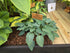 Hosta 'Slim and Trim'