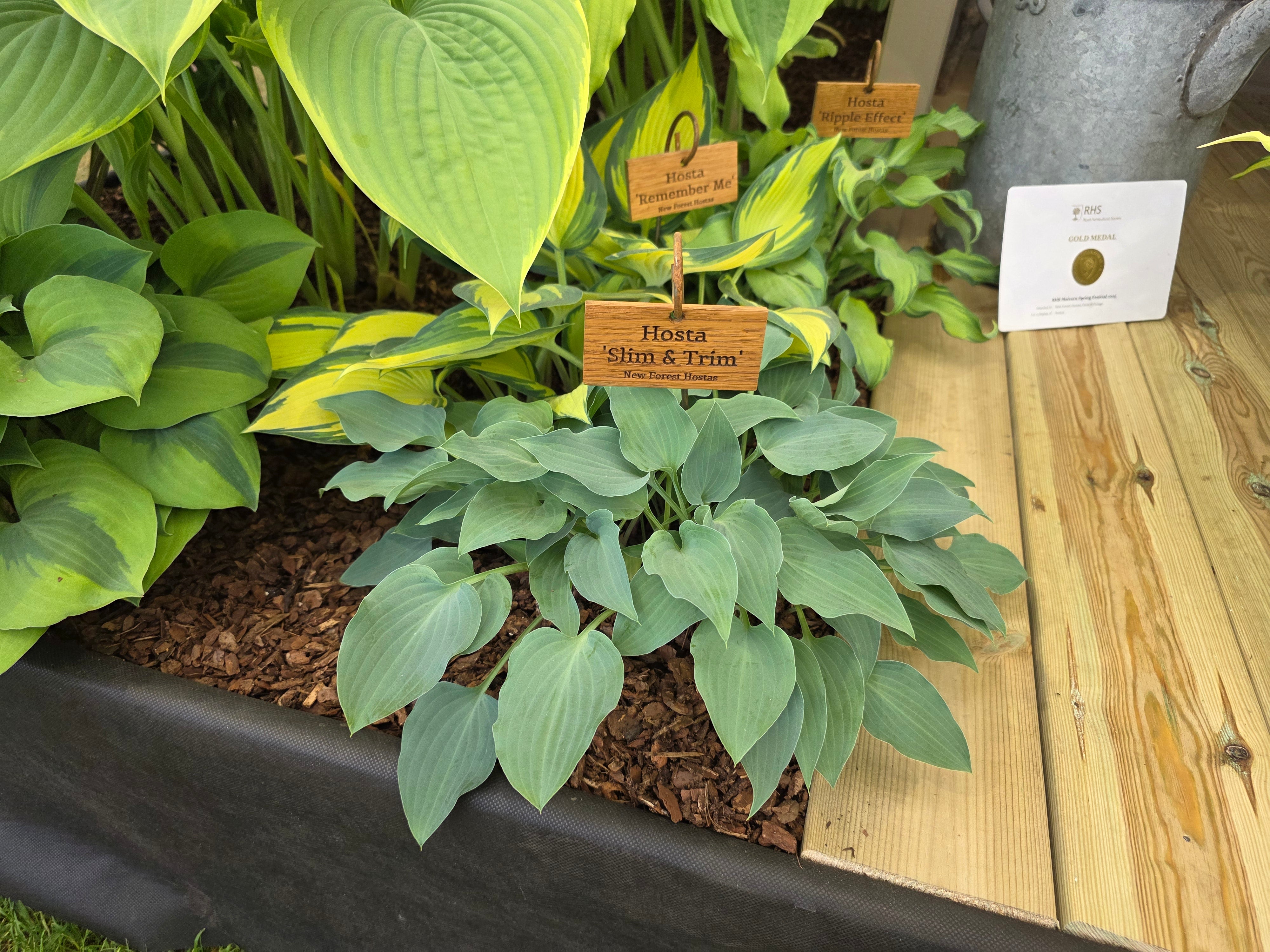 Hosta 'Slim and Trim'