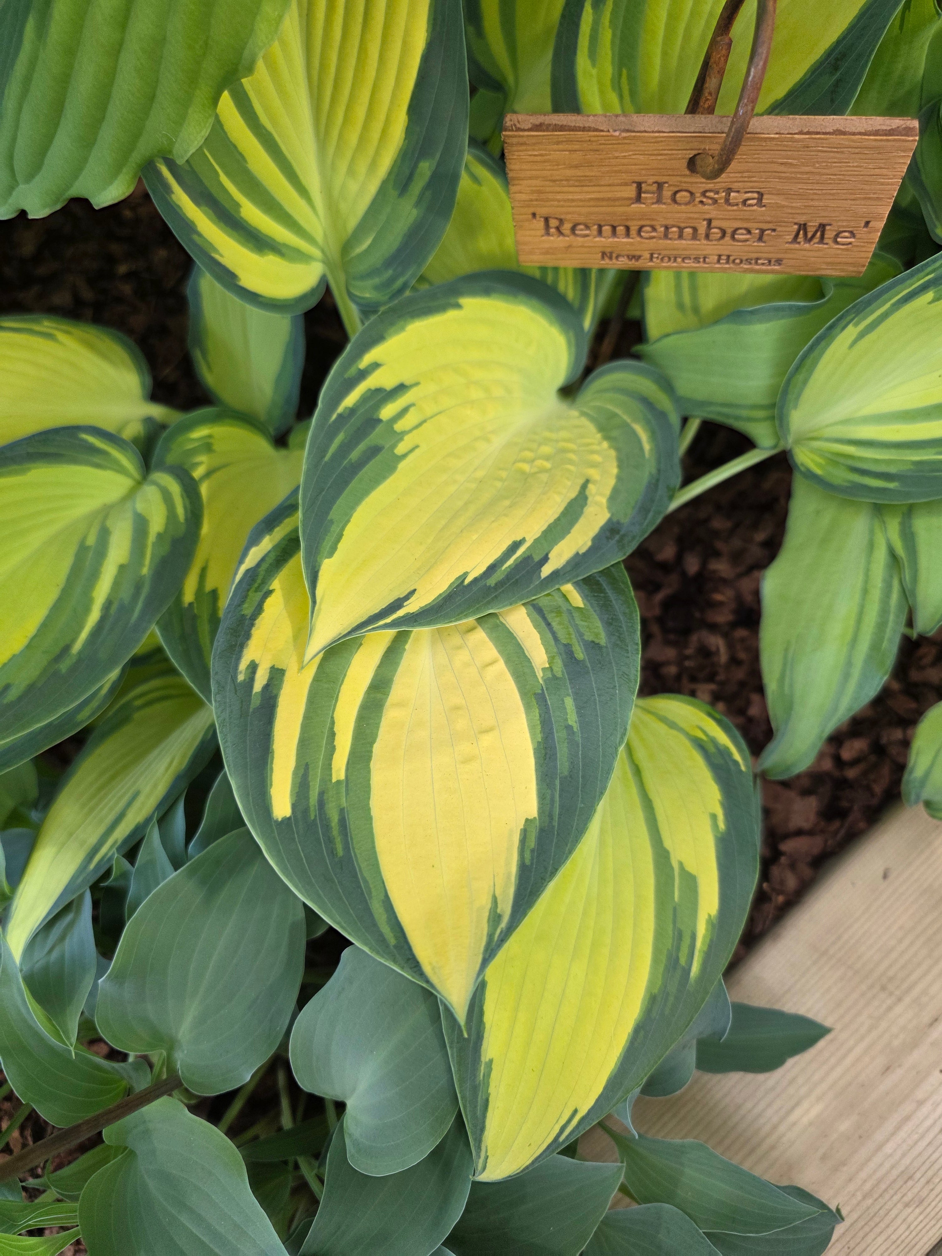 Hosta 'Remember Me'