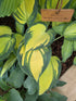 Hosta 'Remember Me'