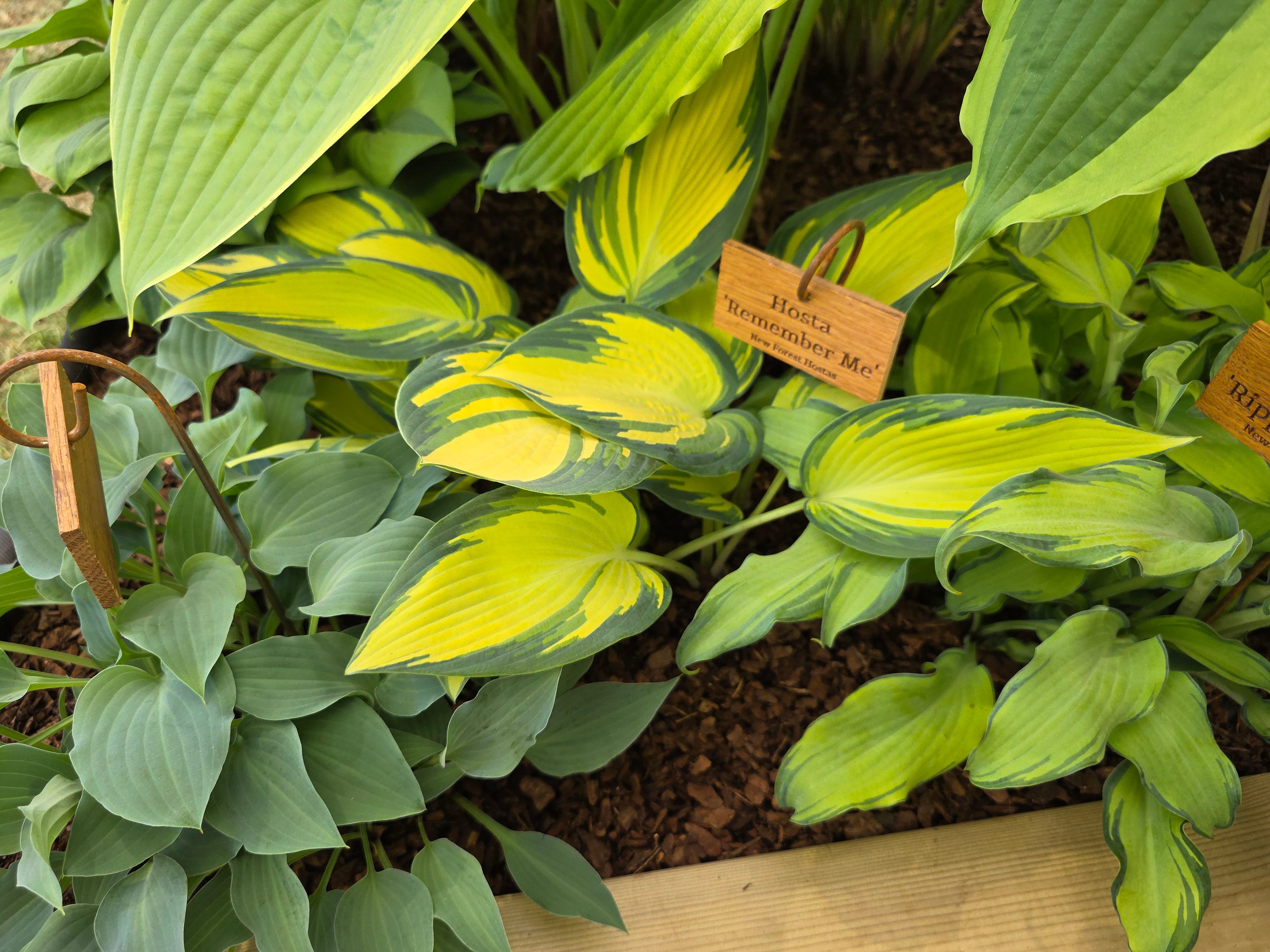 Hosta 'Remember Me'