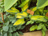 Hosta 'Remember Me'