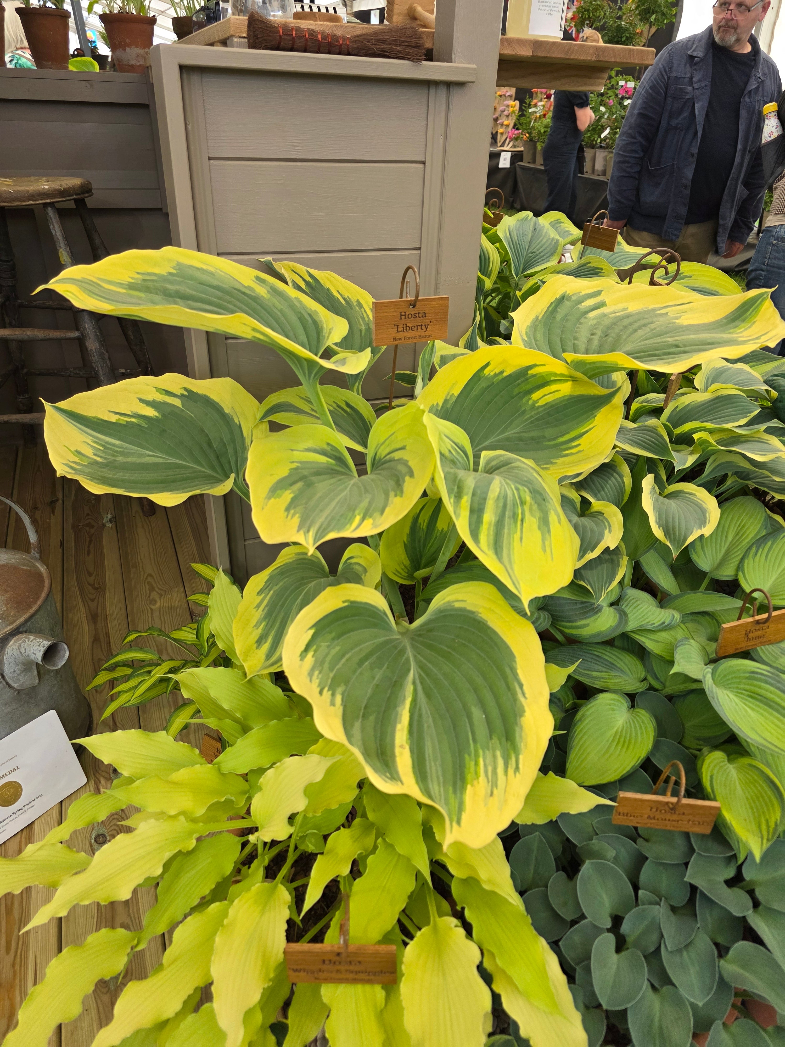 Hosta 'Liberty'