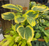 Hosta 'Liberty' - Large Specimen / Mature Eye