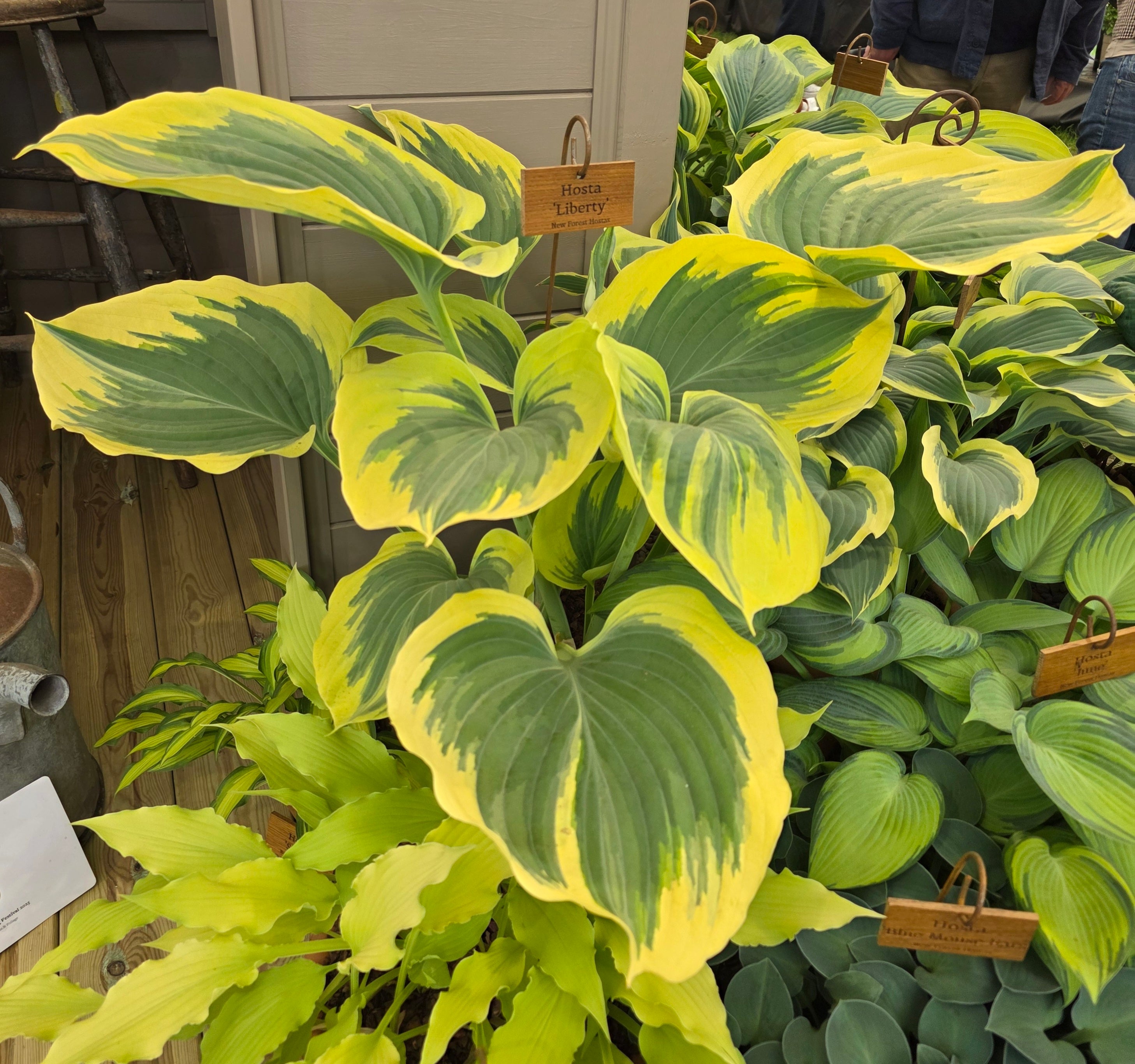 Hosta 'Liberty'