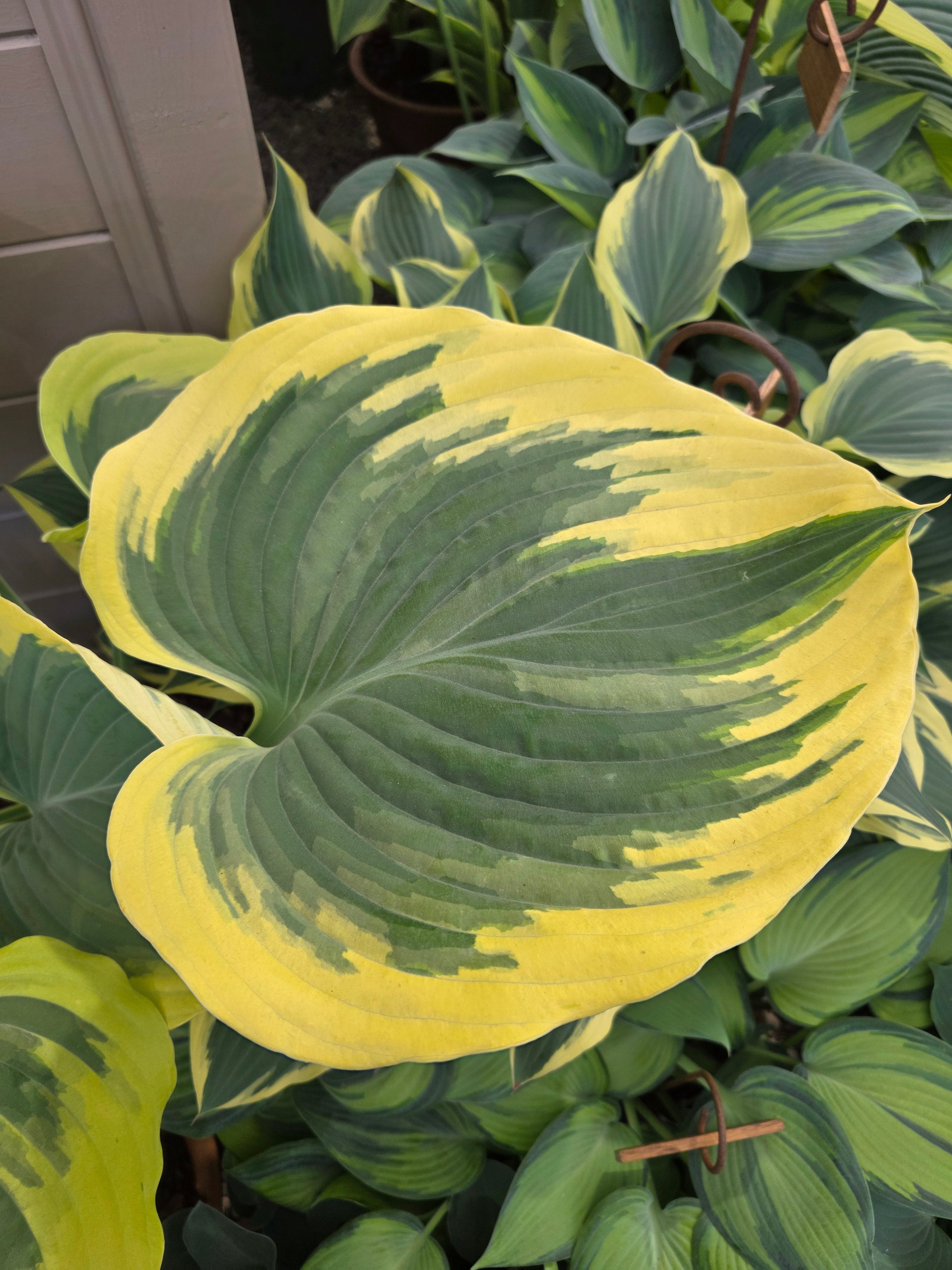 Hosta 'Liberty'