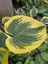 Hosta 'Liberty'