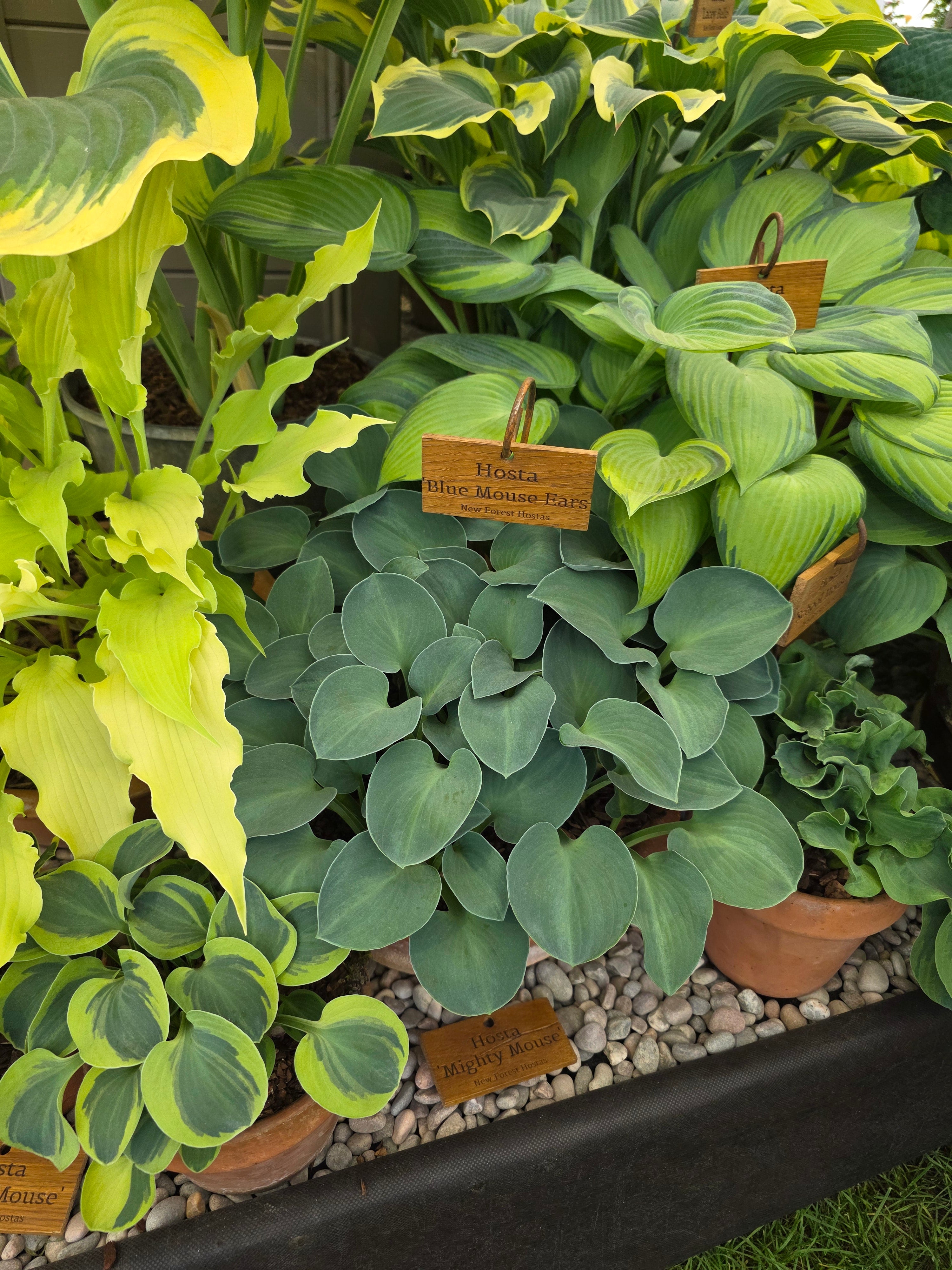 Hosta 'Blue Mouse Ears'