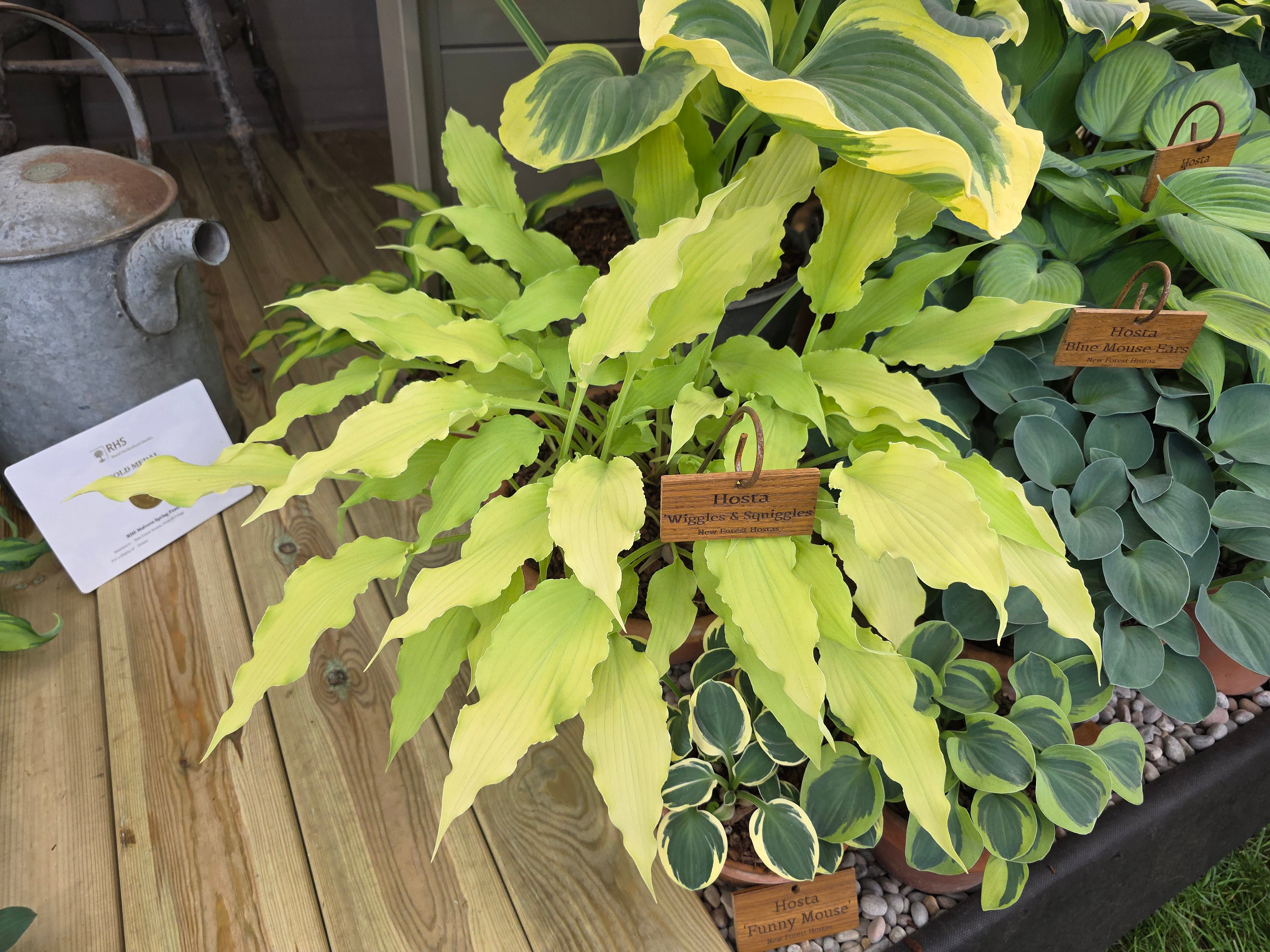 Hosta 'Wiggles and Squiggles' - Bare Root