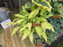 Hosta 'Wiggles and Squiggles' - Bare Root