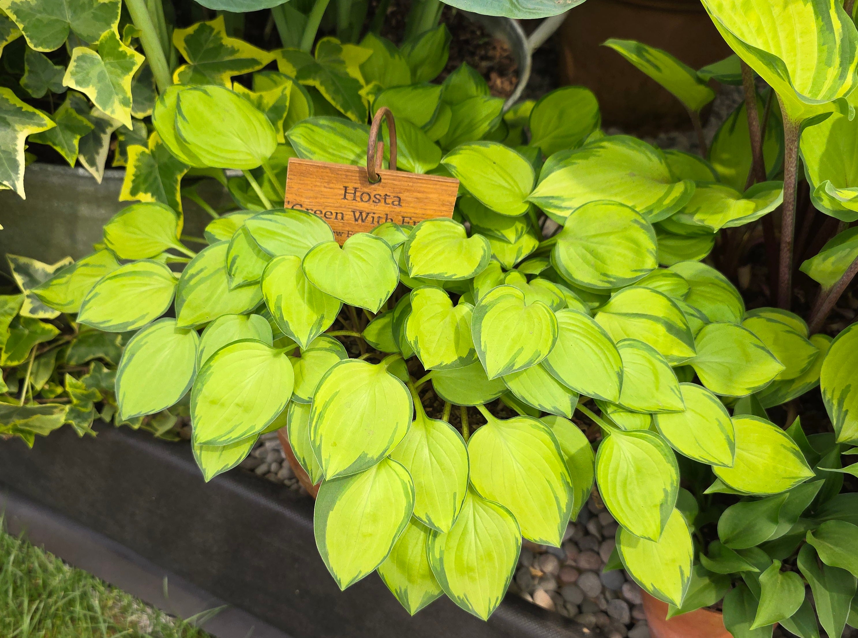 Hosta 'Green with Envy'