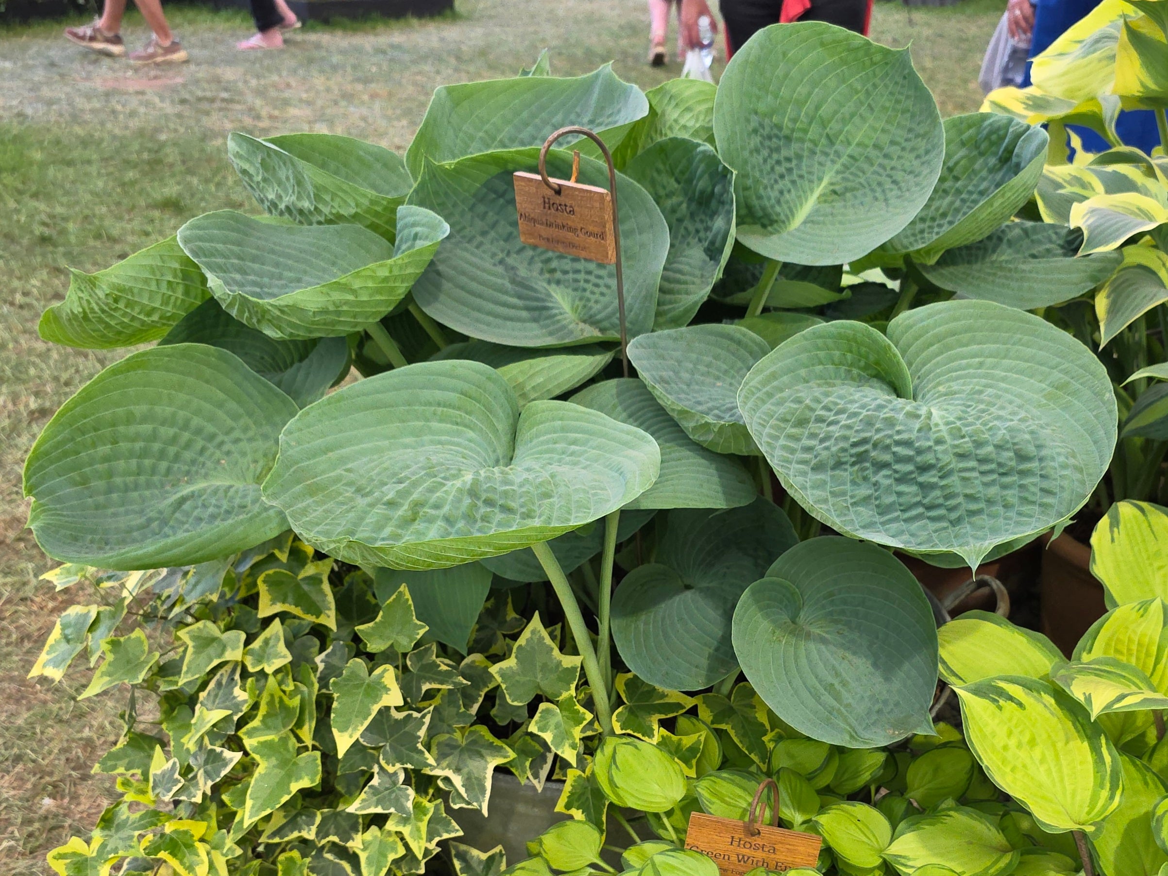 Hosta 'Abiqua Drinking Gourd'